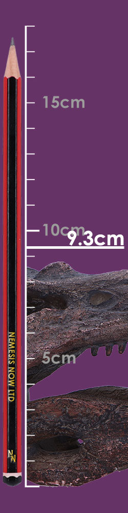 Spinosaurus Skull 16cm