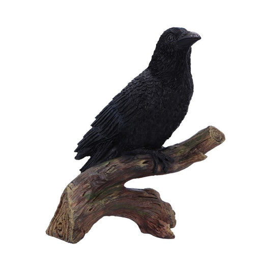Ravens Perch 20cm