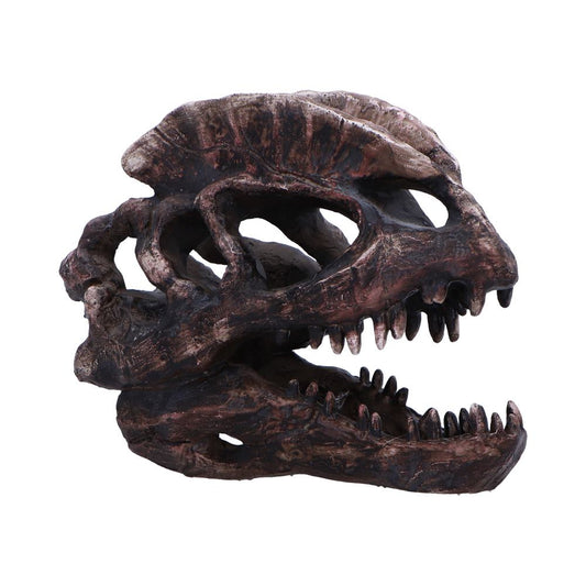 Dilophosaurus Skull 16cm