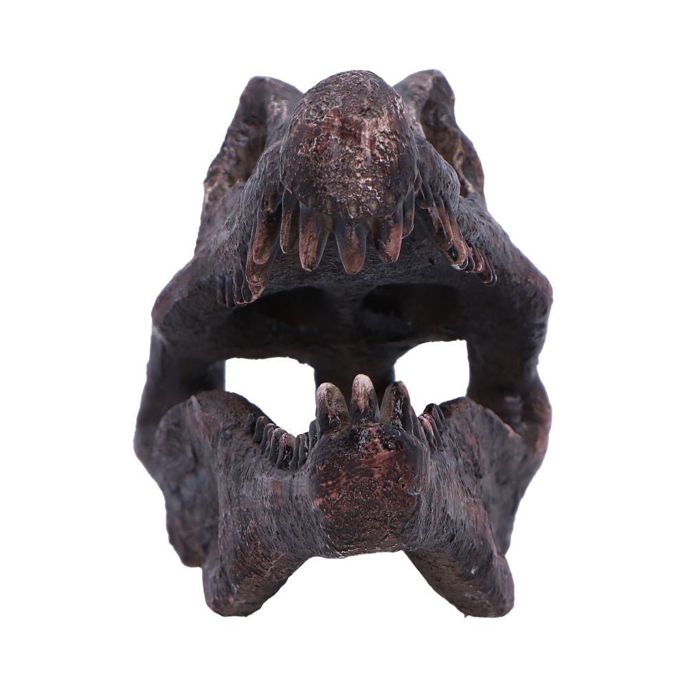 Spinosaurus Skull 16cm