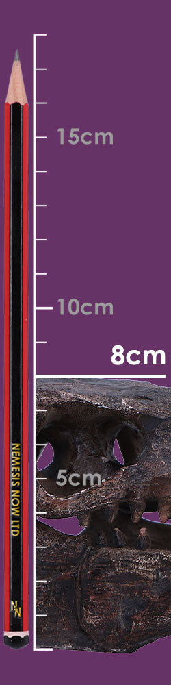 Archaeopteryx Skull 18cm