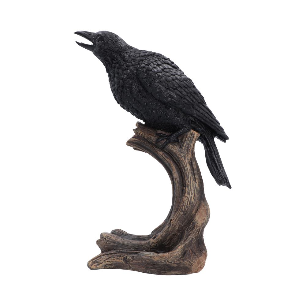 Raven’s Caw 26.8cm