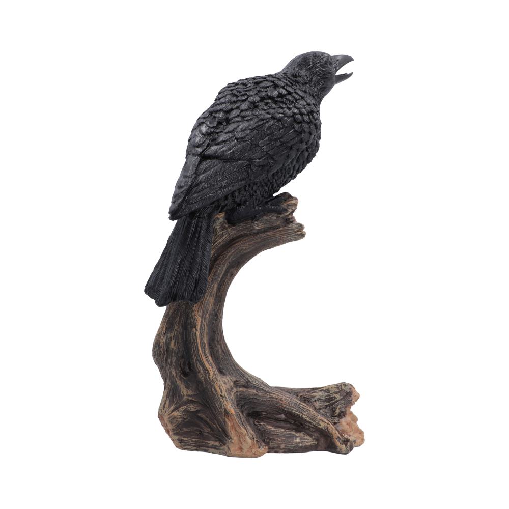Raven’s Caw 26.8cm