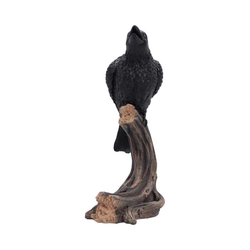 Raven’s Caw 26.8cm