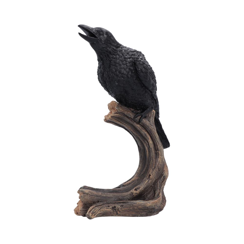 Raven’s Caw 26.8cm