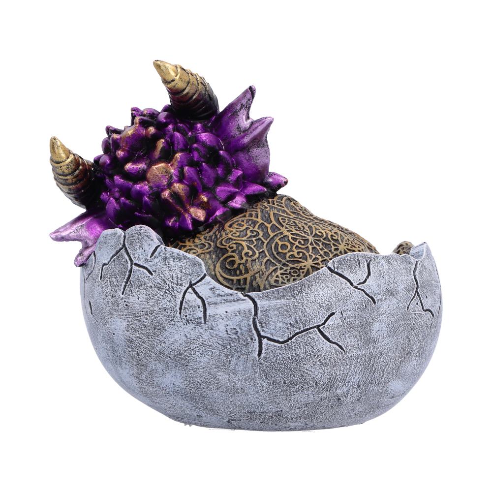 Shellbound Slumber 9.5cm