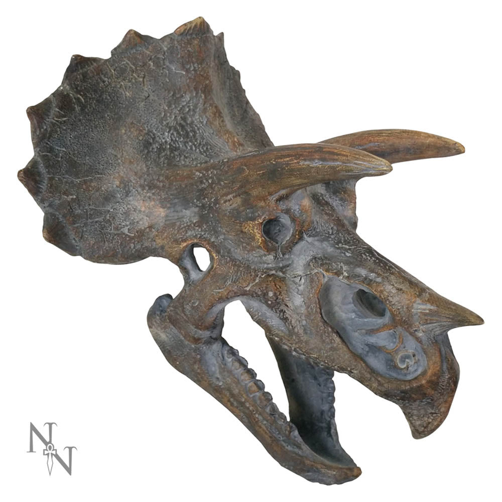 Triceratops Head 23cm